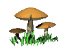 champignon